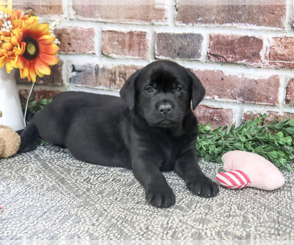 Medium Photo #5 Labrador Retriever Puppy For Sale in SYRACUSE, IN, USA