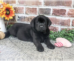 Opal - Female Labrador Retriever Puppy for Sale - Photo #5