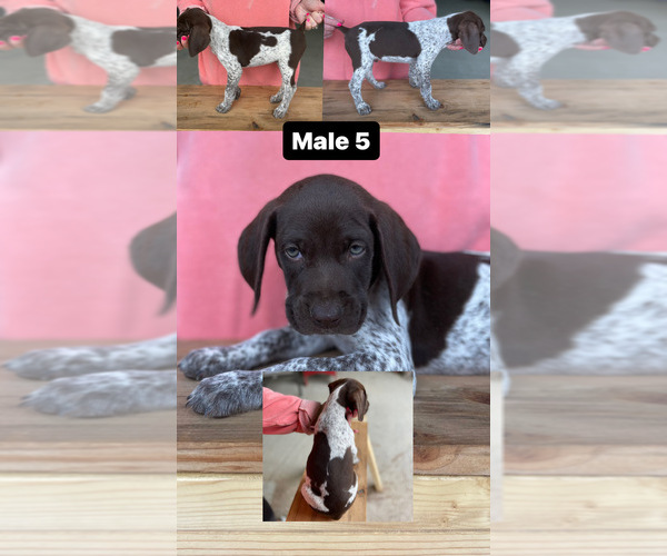 Medium Photo #1 German Shorthaired Pointer Puppy For Sale in JAMESTOWN, KY, USA