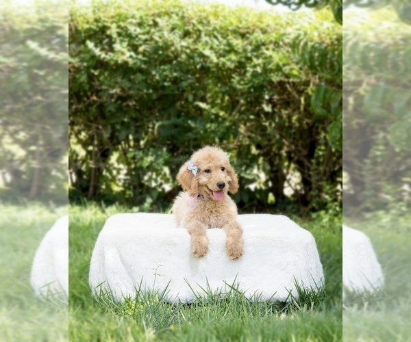 Medium Photo #6 Goldendoodle Puppy For Sale in NASHVILLE, TN, USA