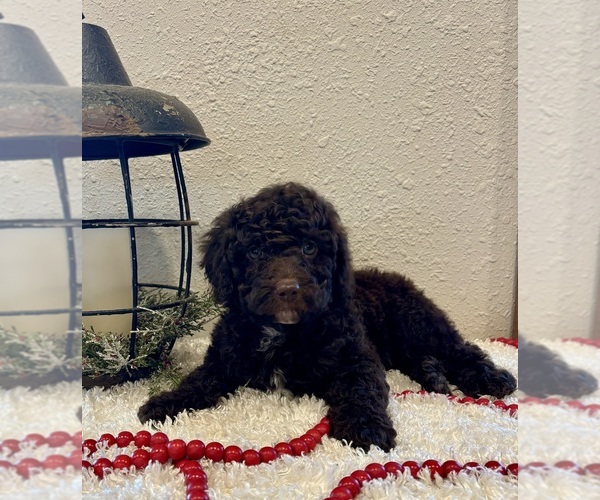 Medium Photo #2 Whoodle (Miniature) Puppy For Sale in DOSS, MO, USA