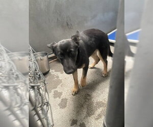 German Shepherd Dog Dogs for adoption in Stockton, CA, USA