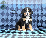 Puppy Lacey Bernese Mountain Dog
