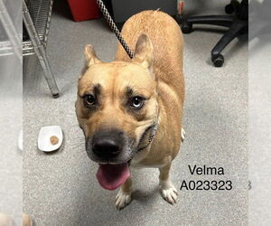 Australian Shepherd-Unknown Mix Dogs for adoption in Palmetto, FL, USA