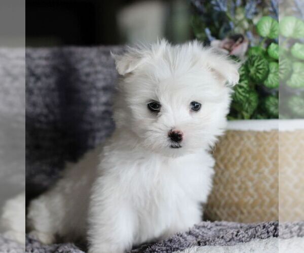 Medium Photo #2 Maltese Puppy For Sale in GORDONVILLE, PA, USA