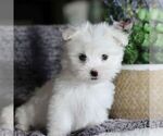 Small Photo #2 Maltese Puppy For Sale in GORDONVILLE, PA, USA