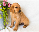 Puppy Denny Golden Retriever