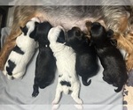 Image preview for Ad Listing. Nickname: Litter of 5