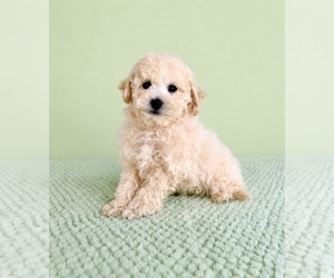 Bichon Frise Puppy for sale in GREENFIELD, IN, USA
