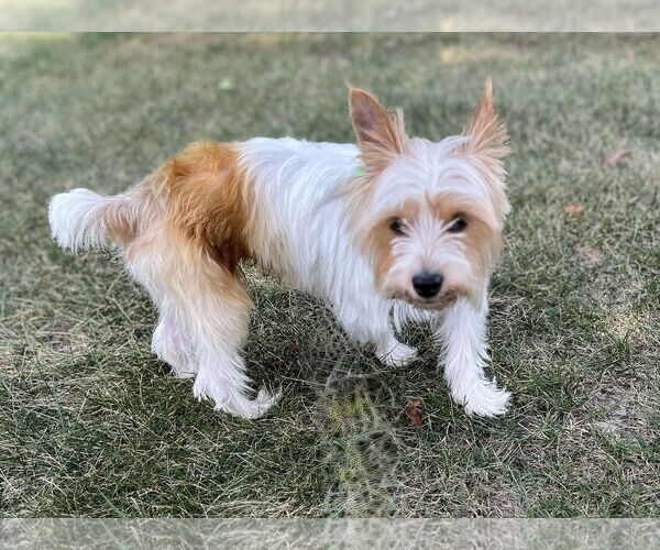Medium Photo #3 Mutt Puppy For Sale in Allentown,, PA, USA