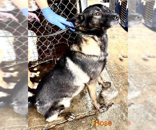 Medium Photo #2 Alaskan Malamute-Unknown Mix Puppy For Sale in Fallbrook, CA, USA