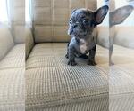 Small #1 French Bulldog