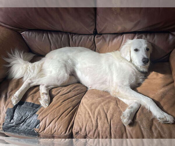 Medium Photo #1 Great Pyrenees-Unknown Mix Puppy For Sale in Houston, TX, USA