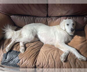 Great Pyrenees-Unknown Mix Dogs for adoption in Houston, TX, USA