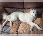 Small Great Pyrenees Mix