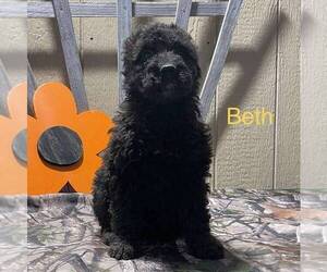 Aussiedoodle Puppy for sale in CANAJOHARIE, NY, USA