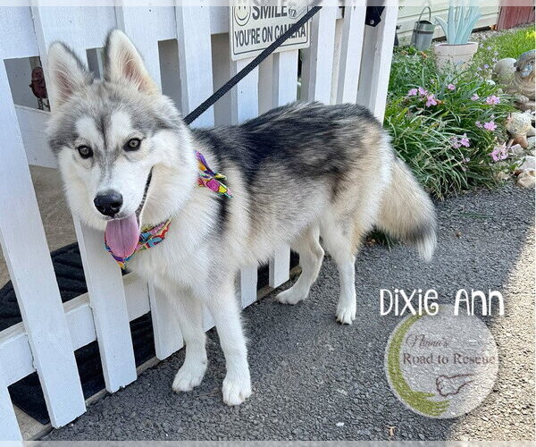 Medium Photo #3 Pomsky Puppy For Sale in Benton, LA, USA