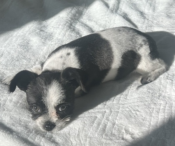 Medium Photo #2 Chi-Poo (Miniature) Puppy For Sale in JACKSONVILLE, FL, USA