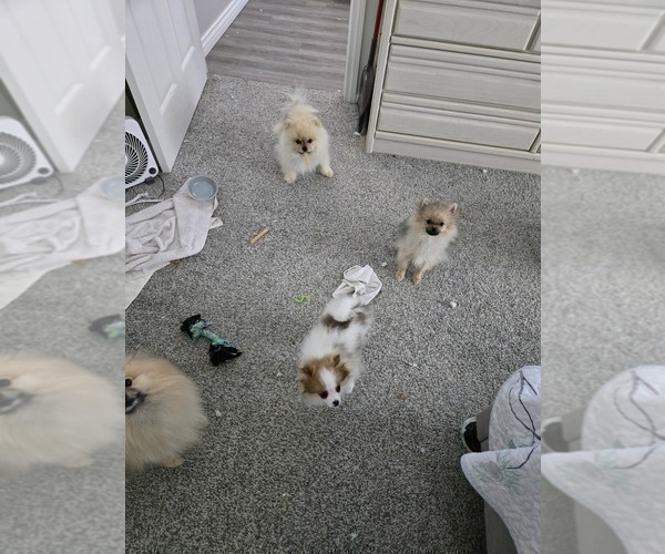 Medium Photo #6 Pomeranian Puppy For Sale in MENIFEE, CA, USA