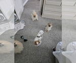 Small #5 Pomeranian