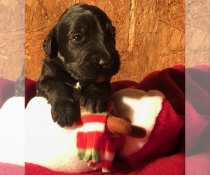 Goldendoodle Puppy for sale in MORGANTOWN, KY, USA
