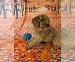 Small Photo #10 Poodle (Standard) Puppy For Sale in ROCKY MOUNT, VA, USA