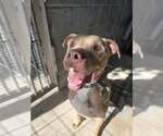 Small American Pit Bull Terrier Mix