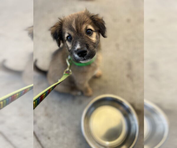 Medium Photo #1 Mutt Puppy For Sale in Mount Pleasant, SC, USA