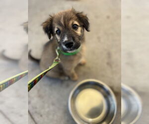 Mutt Dogs for adoption in Mount Pleasant, SC, USA