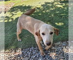 Small Photo #3 Feist Terrier-Unknown Mix Puppy For Sale in Tracy City, TN, USA