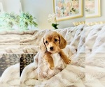 Small Photo #5 Dachshund Puppy For Sale in LAKE MURRAY, SC, USA