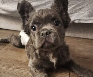 French Bulldog Puppy for sale in NEW YORK, NY, USA
