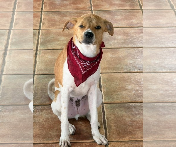 Medium Photo #5 Basenji-Jack Russell Terrier Mix Puppy For Sale in Virginia Beach, VA, USA