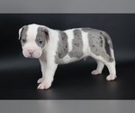 Image preview for Ad Listing. Nickname: Hercules