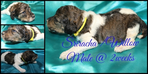 Medium Photo #1 Poodle (Standard) Puppy For Sale in HOISINGTON, KS, USA