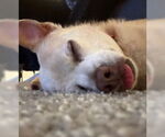 Small #2 Chihuahua Mix