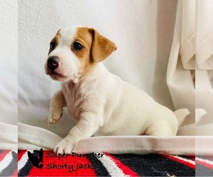 Jack Russell Terrier Puppy for sale in DELTA, CO, USA