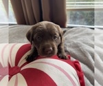 Small #1 Labrador Retriever