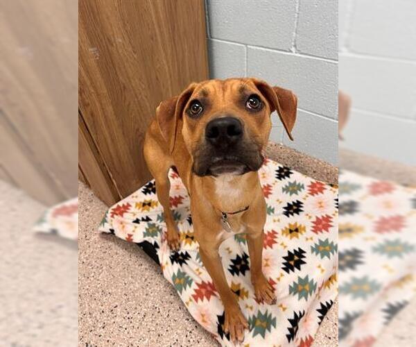Medium Photo #1 Boxer-Unknown Mix Puppy For Sale in Brighton, CO, USA