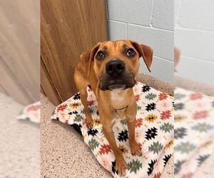 Medium Boxer Mix