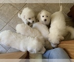 Small Photo #18 Great Pyrenees Puppy For Sale in MYAKKA CITY, FL, USA