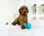 Small #3 Goldendoodle (Miniature)