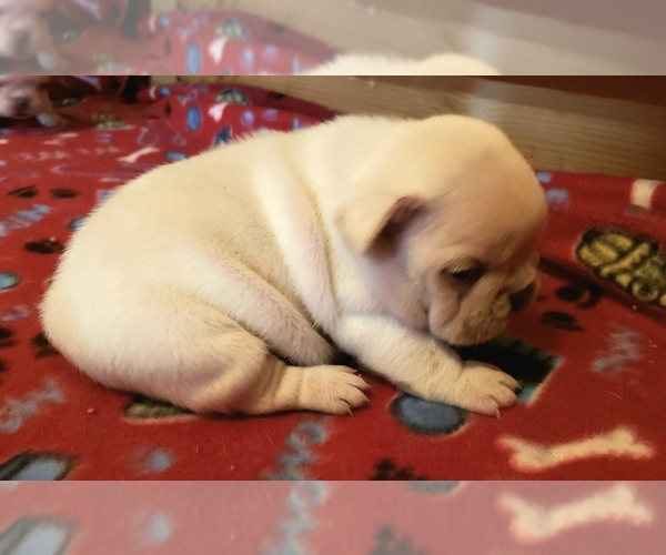 Medium Photo #8 French Bulldog Puppy For Sale in WEST PLAINS, MO, USA