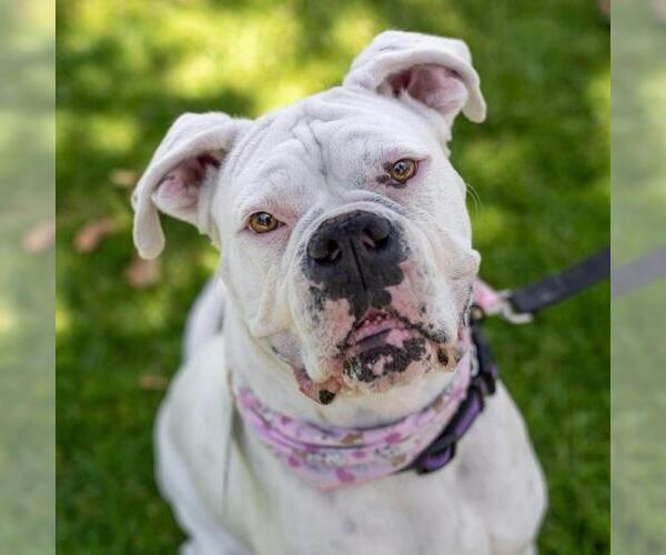 Medium Photo #24 Boxer Puppy For Sale in San Diego, CA, USA