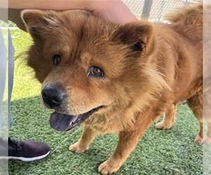Chow Chow Dogs for adoption in Downey, CA, USA
