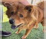 Small Chow Chow