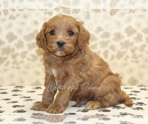 Cavapoo Puppy for sale in DENVER, PA, USA