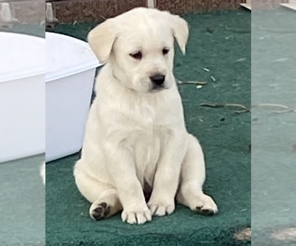 Medium Photo #1 Golden Labrador Puppy For Sale in LAWRENCEVILLE, IL, USA