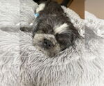 Small #2 Shih Tzu