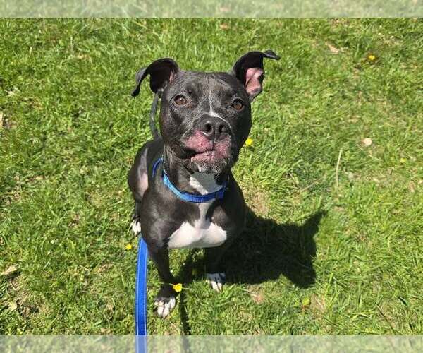 Medium Photo #2 American Pit Bull Terrier-Unknown Mix Puppy For Sale in Millersville, MD, USA
